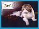 Kirgisistan 2019 , Domestic Cats - Maximum Cards 44/46 - First Day 14.03.2019 - Kirgisistan