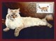 Kirgisistan 2019 , Domestic Cats - Maximum Cards 44/46 - First Day 14.03.2019 - Kirgisistan