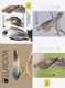 North Macedonia 2019 Europa CEPT National Birds Of Prey Falcons Animals Fauna, Booklet MNH - Altri & Non Classificati