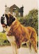 Postcard St Bernard Thor Of The Craiglands Hotel Cowpasture Road Ilkley My Ref  B23620 - Dogs