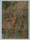 USSR Vintage Postcard Soviet Union Belorussia Bialowieza Forest Landscape Animal. Fauna. Moose 1958. - Belarus