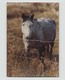 PHOTO D UN CHEVAL EN CAMARGUE  14 X 9 CM - Lieux