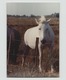 PHOTO DE CHEVAUX EN CAMARGUE  14 X 9 CM - Lieux