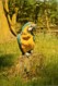 Animaux - Oiseaux - Perroquet - Blue And Gold Macaw - Voir Scans Recto-Verso - Birds