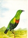 Mozambique ** & Postal Stationery, Birds From Moçambique, Nectarinia Neergardi, Cinnyris Neergaard, Maputo 1987 (7772) - Mozambique