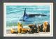 ANIMAUX - ANIMALS - CHUBUT PATAGONIA ARGENTINA - PUNTA NORTE - ORCAS - KILLER WHALE - 17x12 Cm  6¾x4¾ Po - Poissons Et Crustacés