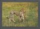 ANIMAUX - ANIMALS - AFRICAN WILDLIFE CHEETAH WITH A KILL - 17 X 12 Cm  6¾x4¾ Po - BY SAPRA - Lions