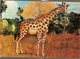 Mozambique ** & Postal Stationery, Animals From Mozambique, Giraffe, Camelopardalis (6801) - Giraffe
