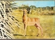 Mozambique ** & Postal Stationery, Animals From Mozambique, Impala, Aepyceros Melampus  (6801) - Mozambique