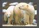 ANIMAUX - ANIMALS - FROM CANADA IN THE WILD POLAR BEARS LIVE AVERAGE OF 15-18 YEADS - 17 X 12 Cm  6¾ X 4¾ Po - Ours