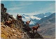 VALLE D'AOSTA, PARCO NAZIONALE DEL GRAN PARADISO, Stambecchi - Bouquetins, Used Postcard [23180] - Other & Unclassified