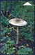 BELARUS - Weißrussland - Biélorussie 180 UNITS CHIP PHONECARD TELECARTE MUSHROOM "UMBRELLA" (LEPIOTA) GOOD - Belarus