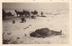 Foto Wehrmacht - Soldaten Beim Bergen Gefallener Russen- MG Pferde - Gefechtsfeld Iglewo (?) - 2. WK - 8,5*5,5cm (41201) - Krieg, Militär