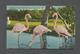 ANIMAUX - ANIMALS - BIRDS - OISEAUX - FLAMINGOS IN POOL RARE BIRD FARM - MIAMI FLORIDA - Oiseaux