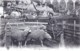 Agriculture - Scene Du Centre -  Moutons Au Parc - Centre-Val De Loire