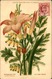 FLORE - Carte Postale  - Fleur D 'Afrique Du Sud - L 29689 - Flowers