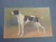 Cp Couleur Pointer, Carte Signée - Chiens