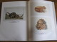 Delcampe - HENRI-JOSEPH REDOUTE & L'Expédition De Bonaparte En Egypte Régionalisme Peintre Animalier Botanique Archéologie Napoléon - Histoire