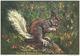 Tiere / Kunst / Zeichnung: Eichhörnchen (D-A226) - Sonstige & Ohne Zuordnung