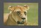 ANIMAUX - ANIMALS - LIONESS NGORONGORO CRATER - LION - PHOTO NEIL BAKER - Lions