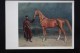 Willewalde "Sardar" -  Old USSR Postcard  - 1973  - Akhal-Teke Horse - Rare! - Chevaux