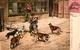 13543402 Constantinopel_Istanbul Les Chiens De Rues Hunde  Constantinopel_Istanb - Turkije