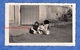 Photo Ancienne Snapshot - Beau Portrait De Chat Autour D'une Casserole - Cat Katze Animal De Compagnie - Objets