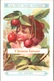 Chromo AU PETIT SAINT THOMAS - Thème : Enfant Et Fruit : CERISES - Scans Recto-verso - Autres & Non Classés