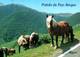 CPM - CHEVAL - POTTOKS Du Pays Basque - Chevaux