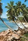 Seychelles - Postcard - Carte Postale - Seychelles (1976-...)