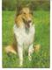 3074g: AK Collie, Gelaufen 1979 Aus 2460 Bruck An Der Leitha Nach 2471 Rohrau - Perros