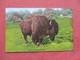 American Bison     NY Zoo      Ref 3381 - Other & Unclassified