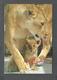 ANIMAUX - ANIMALS - METRO TORONTO ZOO - AFRICAN LION - 17 X 12 Cm - 6¾ X 4¾ Po - PHOTO BENJAMIN RONDEL - Lions