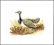 Delcampe - Thematik: Tiere-Vögel / Animals-birds: 1996, TAJIKISTAN: Threatened BIRDS Set Of Six Different Origi - Other & Unclassified