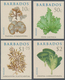 Barbados: 2008. Complete Set ALGAE (4 Values) In IMPERFORATE Single Stamps. Mint, NH. Rare! - Barbades (1966-...)