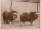 BABY MUSK OXEN ZOO BÚFALOS BOEUFS SAUVAGES ANIMAUX ANIMALS ANIMALES 20*15CM Fonds Victor FORBIN 1864-1947 - Otros & Sin Clasificación