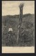 ZULU GIRLS Carrying Wood Native Black Ethnic. Photo By T.D.Ravenscroft  Rondebosch. Old Postcard SOUTH AFRICA 1900s - Afrique Du Sud