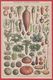 Légumes Et Plantes Potagères. Légume. Illustration Adolphe Millot. Recto-verso. Larousse 1920. - Non Classés