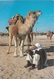 * Cartolina - Tunisia - Deserto, Dromedario - Viag. Per Appiano 1998 - Altri & Non Classificati