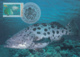 Australia 1995 Maxicard Sc 1462-1464 Sea Life The World Down Under - Cartoline Maximum