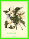FLEURS - TRILLIUM, PROVINCIAL FLOWER OF ONTARIO - MAJESTIC POST CARD - - Fleurs