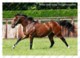 Ukraine | Postcard | Frankel | Leading Thoroughbred Racehorse | Horse - Cavalli
