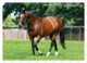 Ukraine | Postcard | Frankel | Leading Thoroughbred Racehorse | Horse - Cavalli