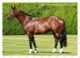 Ukraine | Postcard | Frankel | Leading Thoroughbred Racehorse | Horse - Cavalli