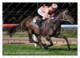 Ukraine | Postcard | Black Caviar | Leading Thoroughbred Racehorse | Horse - Cavalli