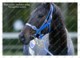 Ukraine | Postcard | Black Caviar | Leading Thoroughbred Racehorse | Horse - Cavalli