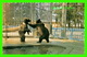 OURS - OURS BRUN EUROPÉEN, PARC ZOOLOGIQUE DE GRANBY - ÉCRITE EN 1972 -  PUB. BY J. BIENVENUE - - Ours