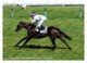 Ukraine | Postcard | La Cressonniere | Leading Thoroughbred Racehorse | Horse - Chevaux