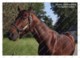 Ukraine | Postcard | Mastery | Leading Thoroughbred Racehorse | Horse - Cavalli