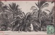 Tunesie Tunisie Tunisia Etude De Palmiers 1908 Native Animee Plantation Plantage - Tunisia